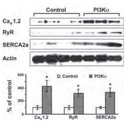 Voltage-Gated Ca&sup2;⁺ Channels in the Cardiovascular System