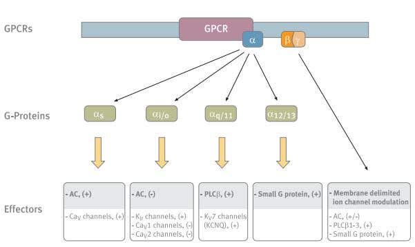 Ion Channel Modulation by G-Protein Coupled Receptors