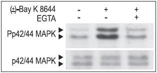 Decoding the L-Type Ca&sup2;⁺ Signal: A Story of Transcription Regulation