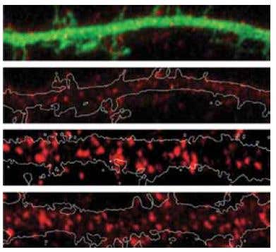 Regulatory Aspects of mGluRs