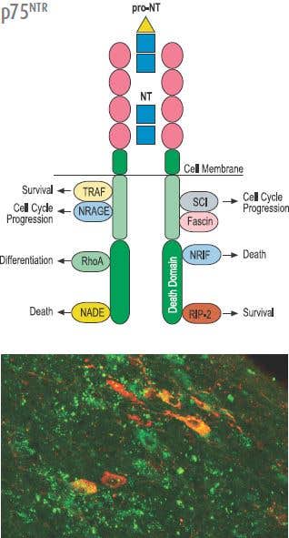 Proneurotrophins: The Other Half of the Neurotrophin Story