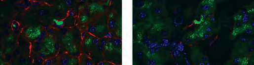 In Focus: Piezo Channels