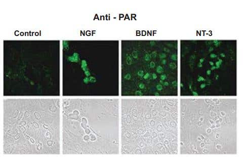 NT-3 and NT-4 at the Nerve Center of Neurotrophic Research