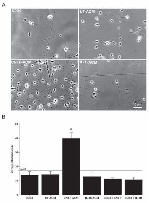 Survival and Phagocytic Effects of CNTF