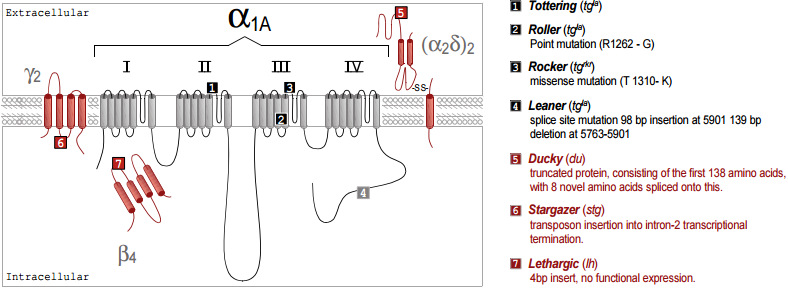 Subunit Interactions and Channelopathies in Caᵥ Channels