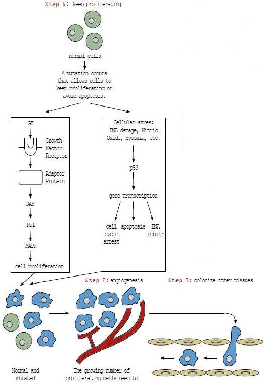 Ion Channels in Cancer