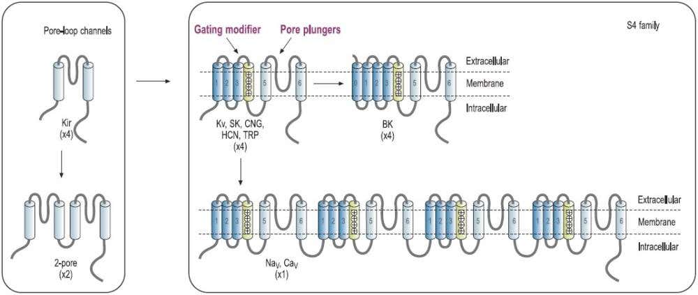 Guide to Venom Toxins as Ion Channel Modulators