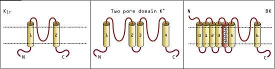 Voltage-Dependent K⁺ (Kᵥ) Channels: A Large and Diverse Family of Membrane Voltage Regulators
