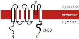 HCN Channels &ndash; The Pacemaker Channels