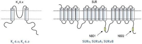 Kₐₜₚ Channels: Linking Cell Metabolism to Cell Excitability