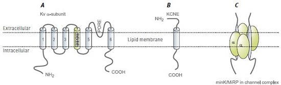 Interactions of KCNE Auxiliary Subunits with Kᵥ and other Channels
