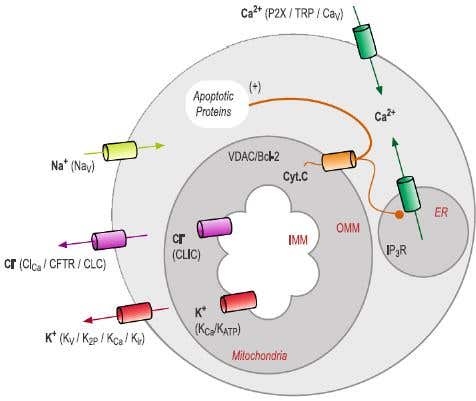 Involvement of Ion Channels in Apoptosis