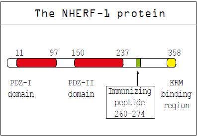 Na⁺/H⁺ Exchanger Regulatory Factor-1 (NHERF-1): A PDZ-Domain Containing Protein Adaptor
