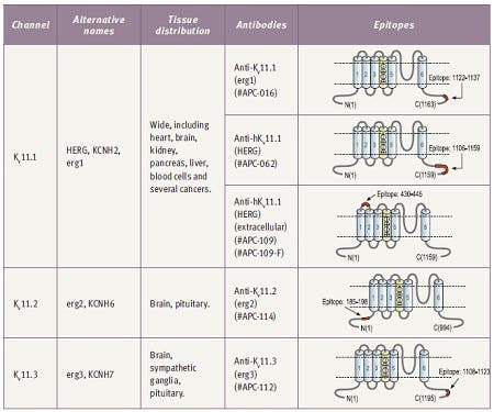 The ether-a-go-go Related Gene (erg) Voltage-Gated K⁺ Channels: A Common Structure With Uncommon Characteristics