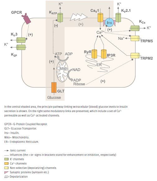 Ion Channels in Endocrine Pancreatic Cells and their Role in Diabetes