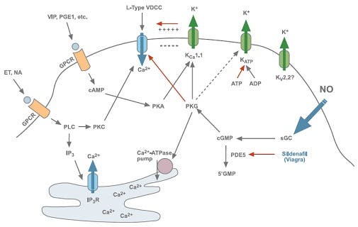 The Sexiest Channels Alive: The Role of Ion Channels in Penile Erection