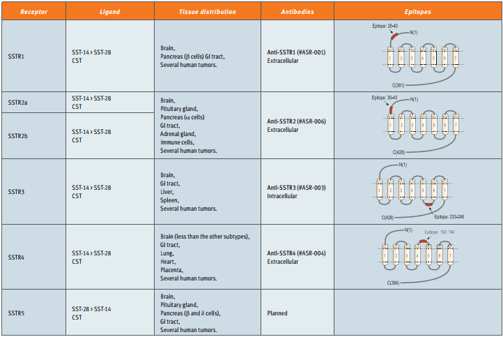Somatostatin and the Somatostatin Receptors: Versatile Regulators of Biological Activity