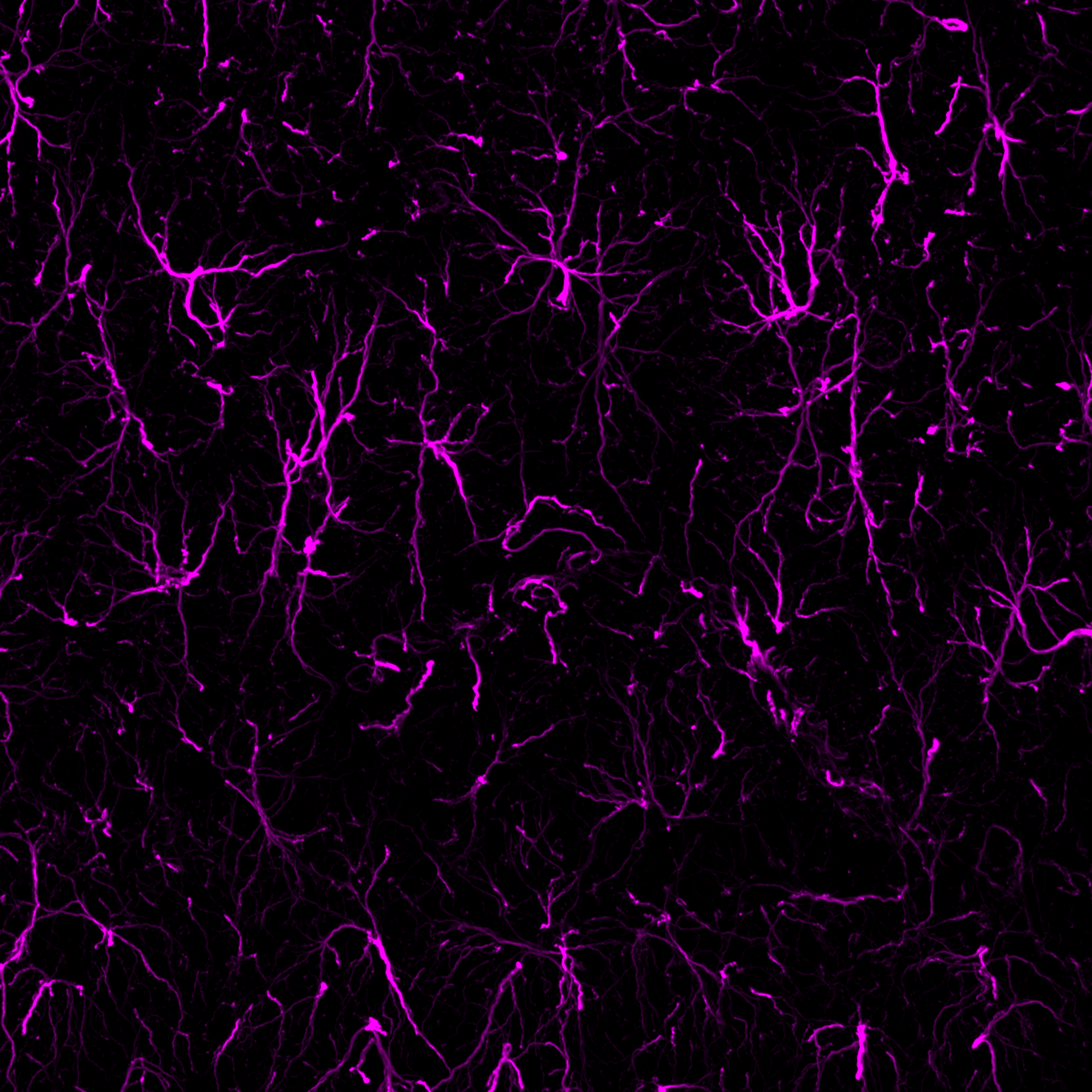 Microglia Markers