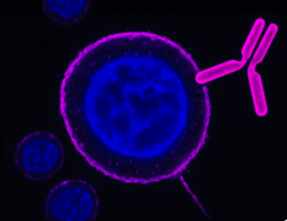 Cell Surface-Binding Antibodies