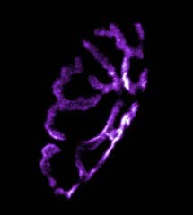 α-Bungarotoxin-ATTO Fluor-633
