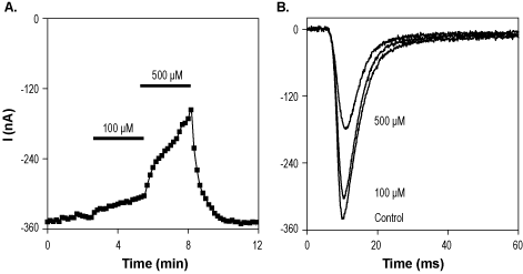 α-Asarone