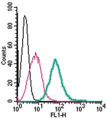 Anti-Adenosine A2A Receptor (extracellular)-FITC Antibody