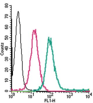 Anti-Human Adenosine A<sub>2A</sub> Receptor (extracellular)-FITC Antibody