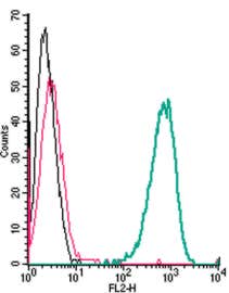 Anti-Adenosine A<sub>2A</sub> Receptor (extracellular)-PE Antibody