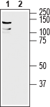 LRRC8A (extracellular) Blocking Peptide