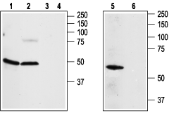 Adenosine A2A Receptor Blocking Peptide