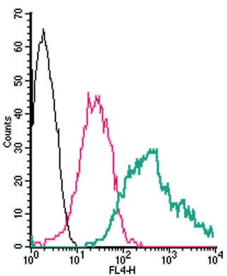 Anti-Adenosine A<sub>2B</sub> Receptor (extracellular)-APC Antibody