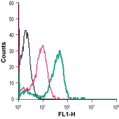 Anti-Adenosine A<sub>2B</sub> Receptor (extracellular)-FITC Antibody