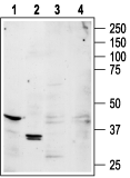 Adenosine A1 Receptor Blocking Peptide