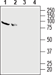 Anti-Human Adenosine A<sub>2A</sub> Receptor (extracellular) Antibody