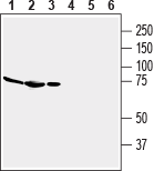 Adenosine A2A Receptor (extracellular) Blocking Peptide