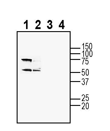 Adenosine A1 Receptor (extracellular) Blocking Peptide