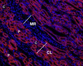 Anti-Angiotensin II Receptor Type-1 (extracellular)-ATTO Fluor-550 Antibody