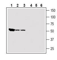 Renin Receptor/ATP6AP2 (extracellular) Blocking Peptide