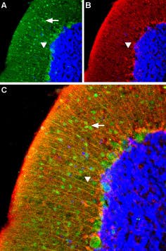 Anti-α<sub>1A</sub>-Adrenergic Receptor (extracellular) Antibody