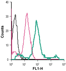 Anti-β<sub>2</sub>-Adrenergic Receptor (extracellular)-FITC Antibody