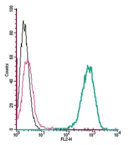 Anti-β2-Adrenoceptor (extracellular)-PE Antibody