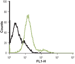 Anti-α<sub>1B</sub>-Adrenergic Receptor (extracellular)-ATTO Fluor-488 Antibody
