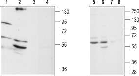 α1D-Adrenergic Receptor (extracellular) Blocking Peptide