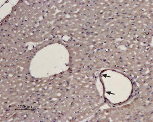 Anti-α<sub>1D</sub>-Adrenergic Receptor (extracellular) Antibody