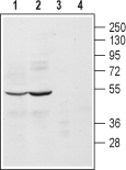 α2A-Adrenergic Receptor (extracellular) Blocking Peptide