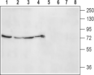 α2B-Adrenergic Receptor (extracellular) Blocking Peptide