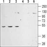 α2C-Adrenergic Receptor (extracellular) Blocking Peptide