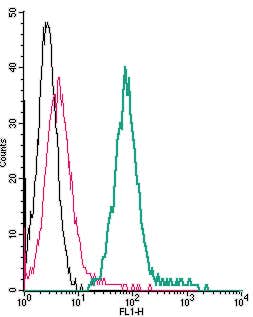Anti-β1-Adrenergic Receptor (extracellular)-FITC Antibody