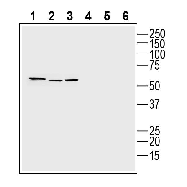 Anti-Human Adenosine A3 Receptor (extracellular) Antibody