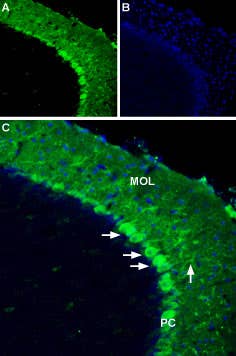 Anti-Apelin/APJ Receptor (extracellular) Antibody